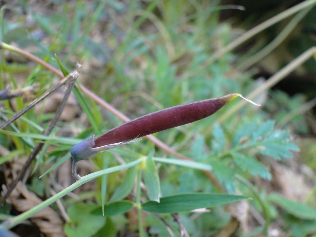 Lathyrus linifolius / Cicerchia a foglie di lino